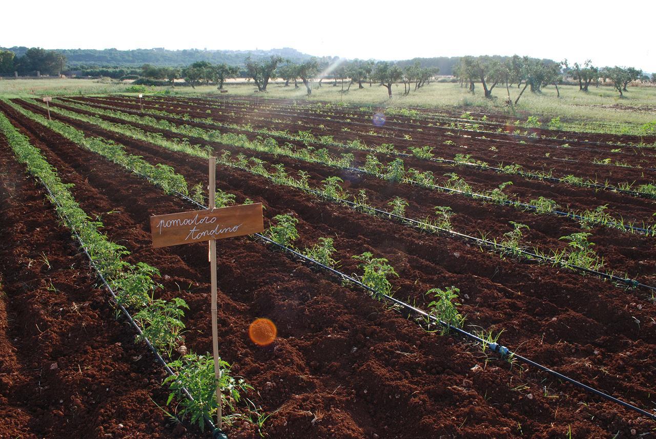 Masseria Galatea Agriturismo Алесано Екстериор снимка